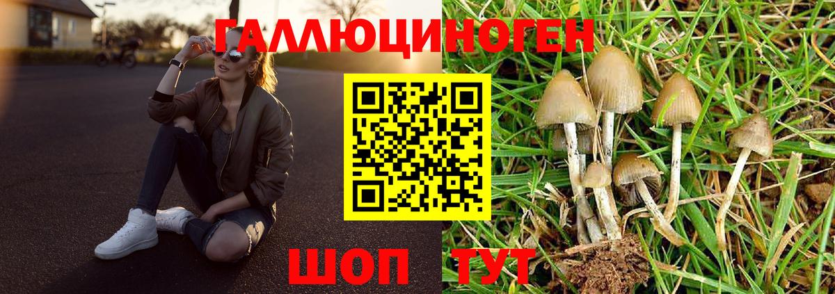 Псилоцибиновые грибы Cubensis  Вход с VPN  Мурино  Псилоцибиновые грибы прущие грибы 