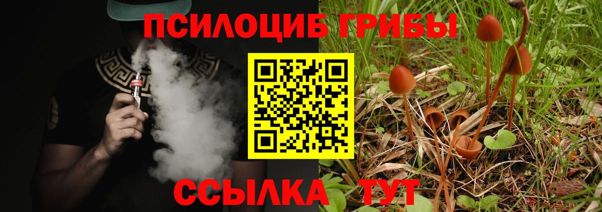Псилоцибиновые грибы Cubensis Мурино